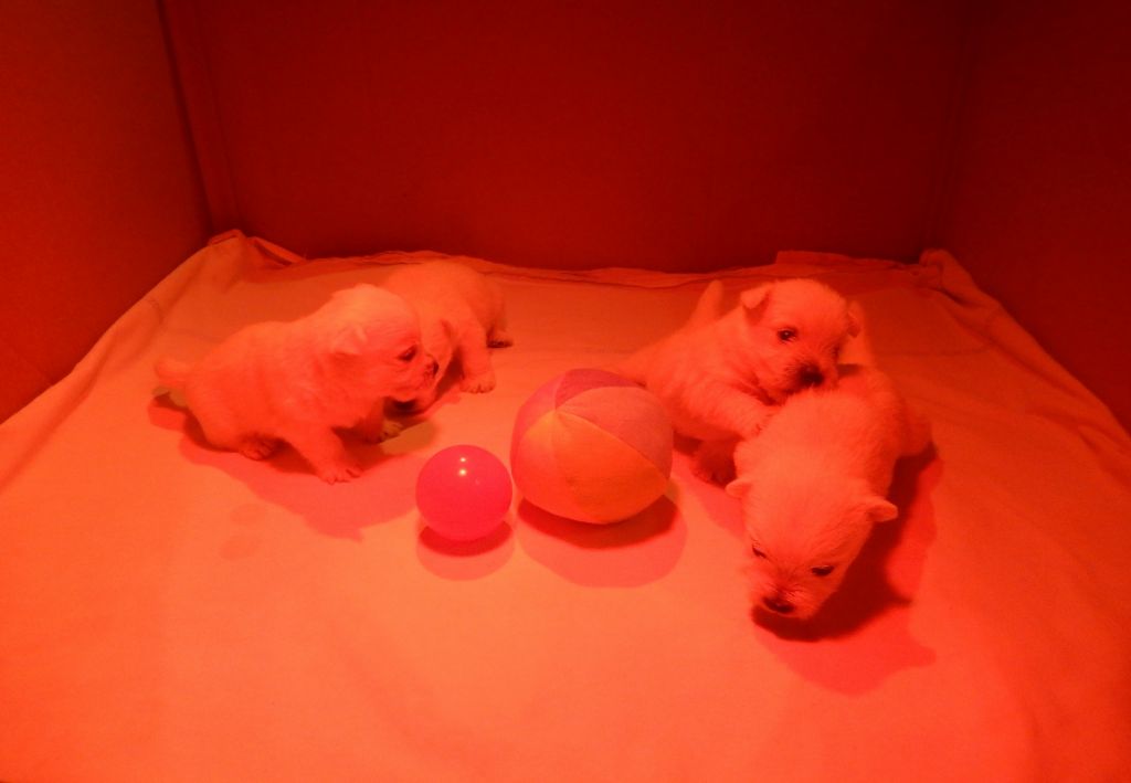 Ckryssie's - Chiot disponible  - West Highland White Terrier