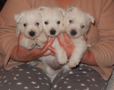 Ckryssie's - West Highland White Terrier - Portée née le 21/03/2024